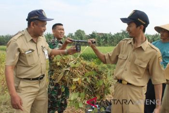 Harga kedelai impor naik tipis