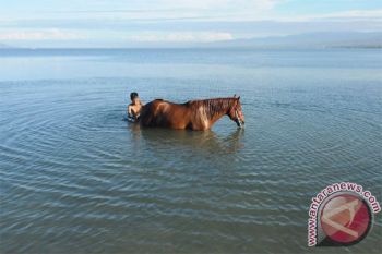 TNI AL : Pelayaran di Teluk Palu aman