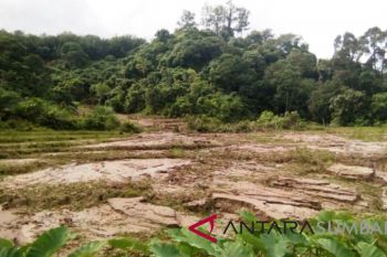 Satu hektare sawah milik warga Ampeknagari tertimbun longsor, rusak parah