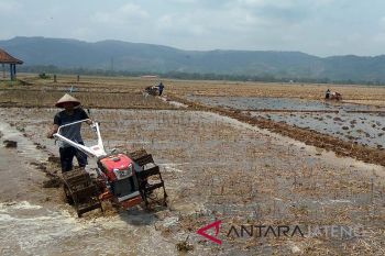 Masa tanam mundur di Banyumas mundur