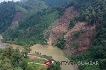 Hutan di Jambi cuma tinggal 18 persen