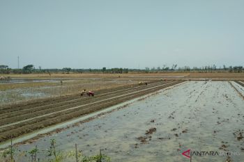 Alokasi pupuk bersubsidi untuk Kudus berkurang