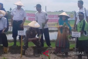 Bupati: jajar legowo tingkatkan produksi padi