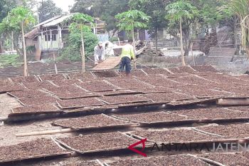 Petani: Hasil panen tembakau lebih bagus
