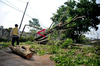Hati-hati, Ini wilayah rawan pohon tumbang di Palembang