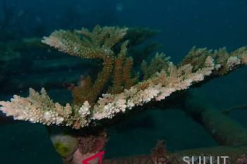 Transplantasi karang di Pantai Lumintang berhasil