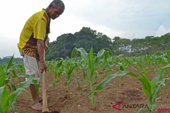 Kementan mengembangkan korporasi tanaman pangan di 130 kabupaten