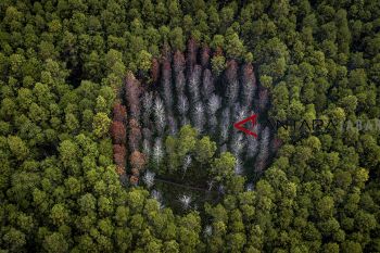 Hutan lindung Jawa Barat