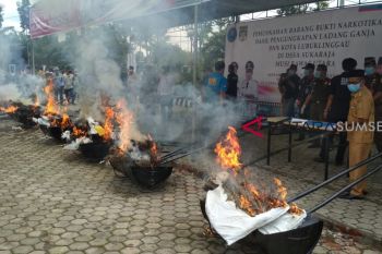 BNN musnahkan 550 batang ganja di Muratara