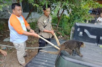 BKSDA Sultra terima satwa kuskus dari masyarakat