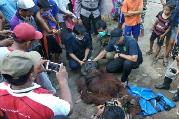 Orangutan berbobot 87,7 kg ini dievakuasi karena merusak kebun warga