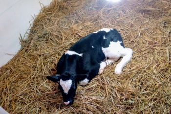 Anakan sapi unggulan Belgian Blue dilahirkan di Polbangtan YoMa