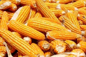 Impor jagung 100 ribu ton dari Argentina dan Brazil