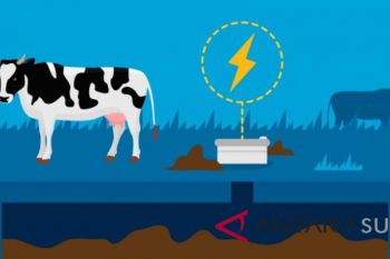 Manado Resmi kembangkan energi sapi menjadi listrik