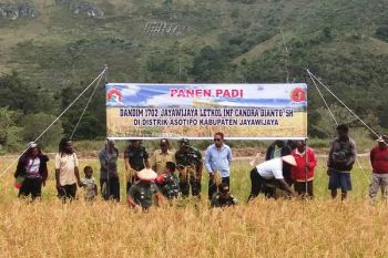 TNI bersama warga Jayawijaya panen padi