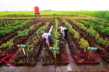 Kementan fokus kembangkan pertanian lahan rawa