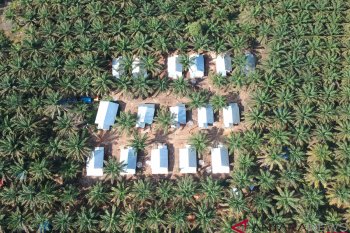 Black campaigns against palm oil has to be stopped: Indef