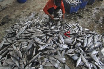 Produksi bandeng merosot