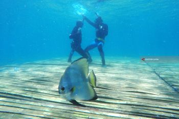 Silat di Dalam Laut