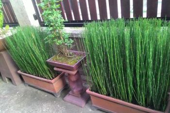 Tanaman hias bambu air diminati warga