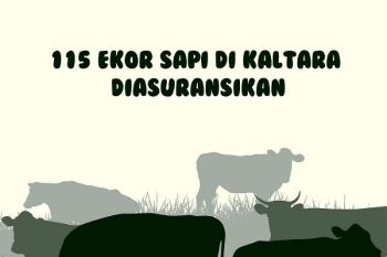 115 Ekor Sapi di Kaltara Diasuransikan