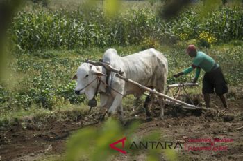 Potensi desa Sulbar alami peningkatan