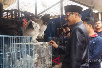 Bupati Temanggung: Ternak jadi sumber penghasilan alternatif
