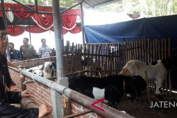 Sumber pakan ternak Temanggung baru dipakai 50 persen