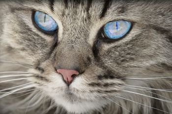 Benarkah kucing bisa datangkan rabies yang mematikan?
