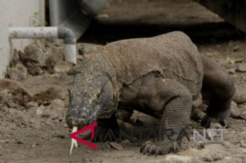Artikel - Taman Nasionan Komodo yang sedang dalam perbincangan