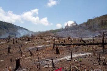 DLHK: kerusakan hutan di Pulau Sumbawa kritis