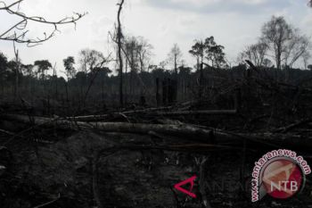 Tekanan lahan meningkat, Hutan Topaso di Dompu kian terdegradasi