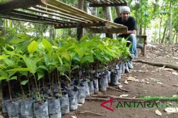 Pegiat lingkungan tanam bibit pohon di Lombok