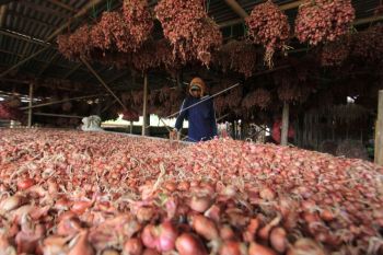 Petani diimbau beralih menggunakan benih biji bawang