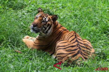 Forest fires drive Sumatran tiger from their habitats