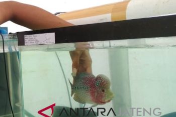 Sempat redup bertahun-tahun, bisnis ikan louhan menggeliat lagi