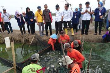 Pati pacu budi daya ikan nila salin