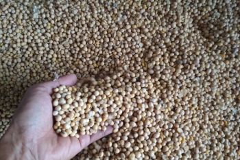 Harga kedelai impor di Kudus terus turun