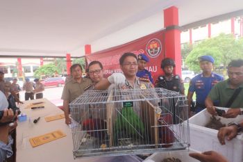 Penyelundup hewan yang dilindungi ditangkap