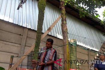Pohon pisang langka ini punya tandan 2 meter lebih