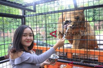 Taman Safari tawarkan sensasi memberi makan "kucing besar"