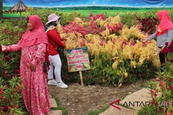 Petani Sukoharjo sulap lahan kosong jadi taman bunga indah