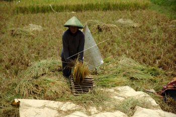 Demi asupan nutrisi, masyarakat didorong mengonsumsi pangan bergizi