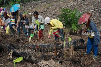 Warga Barito Utara mulai menanam padi ladang