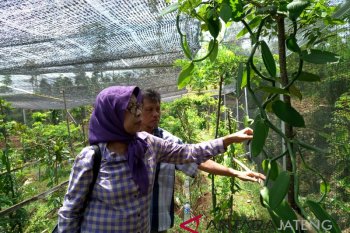 Mengenal wisata edukasi tanaman aromatik khas Indonesia