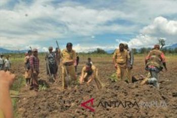 Wabup Jayawijaya luncurkan kawasan pengembangan hortikultura