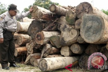 Satgas Gakkum LHK tangani kasus kayu hutan Tambora