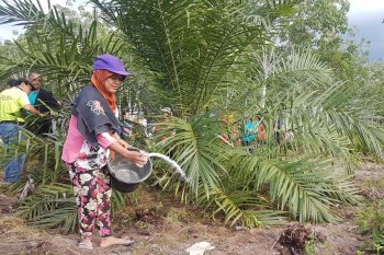 Pupuk bersubsidi langka di Dharmasraya