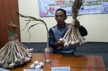 Bawang putih dobel kromosom hasilkan panen lebih banyak
