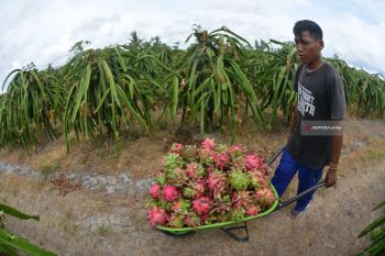 Panen Buah Naga